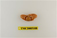 藏品(鋸額豆瓷蟹)的圖片